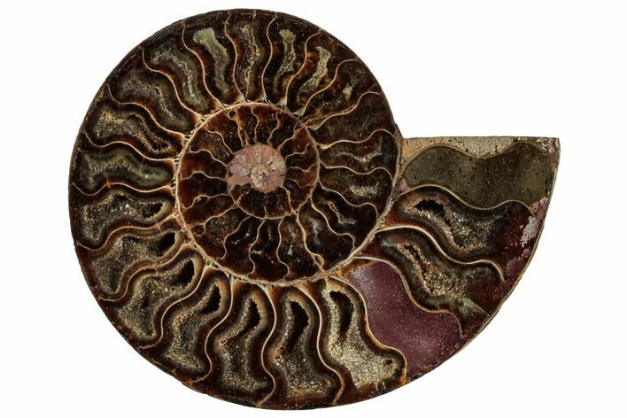 Cut & Polished Ammonite Fossil (Half) - Crystal Pockets #308190